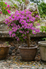 A small bougainvillea tree with pink flowers grows in a pot. Landscaping in the city park.