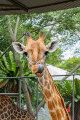 A portrait of a giraffe licking its nose with its long tongue. 
The giraffe (Giraffa camelopardalis) is the world's tallest land animal. Male giraffes reach a height of up to 5.5-6.1 m.