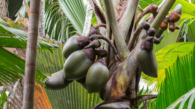 Sea coconut online