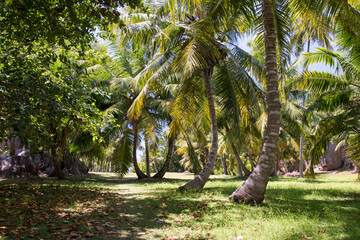 palm-grove, Seychelles