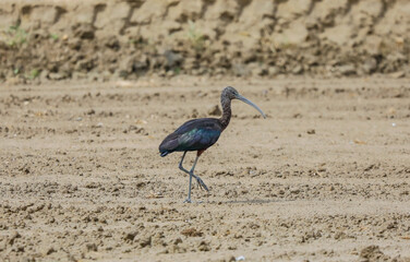 Birds, ave, pájaro, Delta del Ebro, Natura
