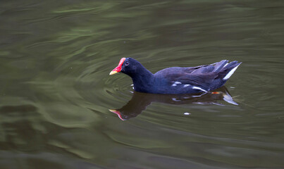 Moorhen