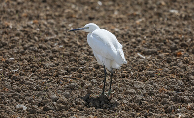 Birds, ave, pájaro, Delta del Ebro, Natura