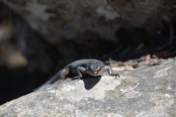 Came across a small lizard