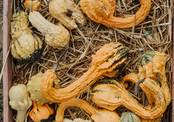  pumpkins on hay background, autumn harvest, halloween concept