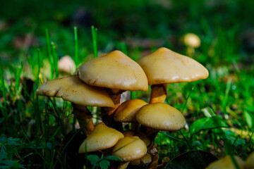 several toadstools lit by sunlight in green wet grass