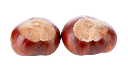 Horse chestnut isolated on white background.