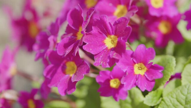 Primula blooming. Native to western and southern Europe. Family pervotsvetnye.