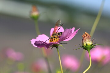 コスモスの花の上に蜂が居ます