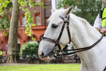British policeman on white horseback patrolling along street in London, guarding the city