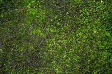 Green Moss on the old concrete floor