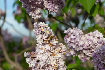 Lilac blossoms in the Tbilisi Botanical Garden. Georgia country