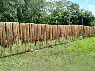 Raw jute fiber hanging under the sun for drying. Jute cultivation in Assam, India. Jute is known as...