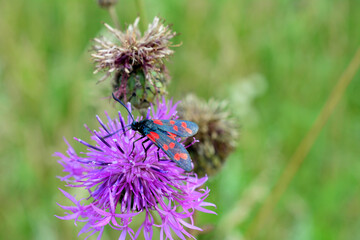 nymphalidae or admiral butterfly collecting nectar from thistle, close-up 
