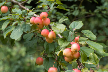 Malus fruit tree