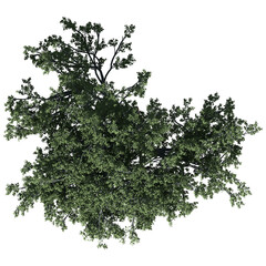 White Oak Tree - Top View