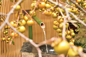 室内日本庭園の水落と柿の実