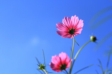 コスモスの花の接写