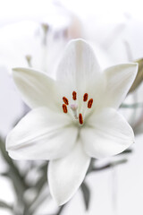 Fototapeta na wymiar Fleur de lis blanc 