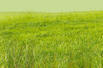green grass field