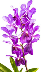 orchidée  vanda mauve , fond blanc 