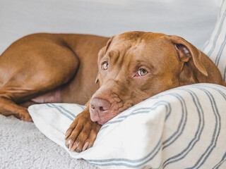 Lovable, pretty puppy lying on the bed. Close-up, indoors, studio photo. Day light. Concept of care, education, obedience training and raising pets