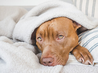 Lovable, pretty puppy lying on the bed. Close-up, indoors, studio photo. Day light. Concept of care, education, obedience training and raising pets