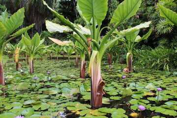 tropical plants