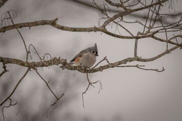 Tufted Titmouse perched on a tree branch