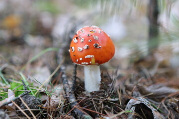 Amanita mushroom among pine needles