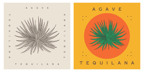 Agave tequilana - Blue agave vector illustration