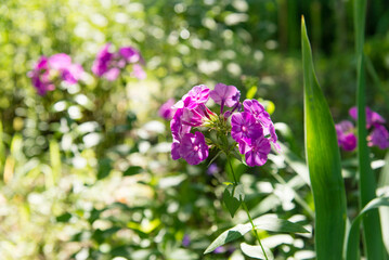 Garden phlox bright summer flowers. Blooming branches of phlox in the garden on a sunny day.	