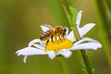 bee on flower