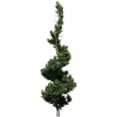 Hollywood Juniper Topiary Tree - Front View