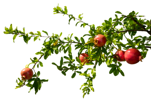 Pomegranate branch with red pomegranates