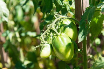 Bunch of tomatoes on a plant during ripening. Outdoors.	