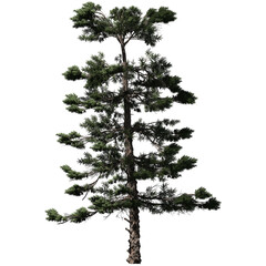 Huangshan Pine Tree - Front View