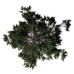 Fototapeta premium Huangshan Pine Tree - Top View