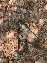 Autumn leaves on the ground