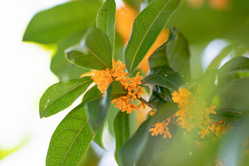 秋の花　キンモクセイ 金木犀