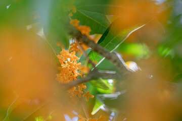 秋の花　キンモクセイ 金木犀