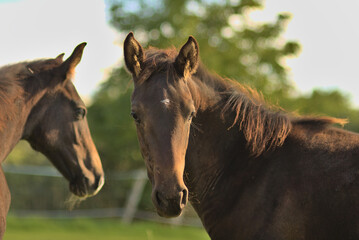 Obraz premium Pferde