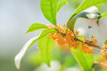 秋の花　キンモクセイ 金木犀