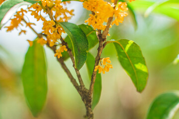 秋の花　キンモクセイ 金木犀