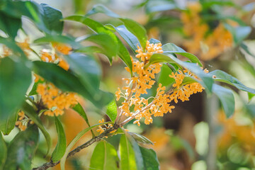 秋の花　キンモクセイ 金木犀