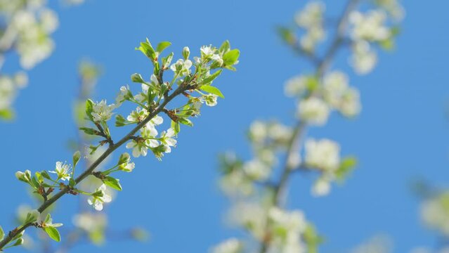 Cherry blossoms in spring concept. White flowers of cherry blossom on cherry tree. Slow motion.