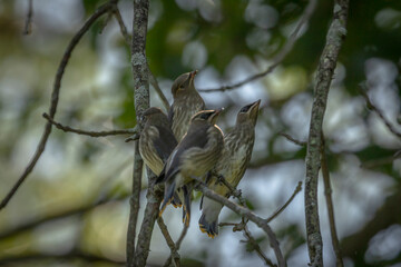 Cedar Waxwing fledglings waiting for lunch