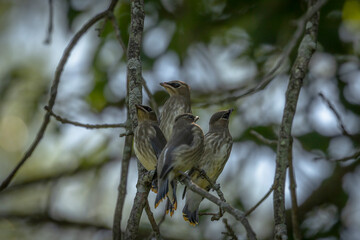 Cedar Waxwing fledglings waiting for lunch