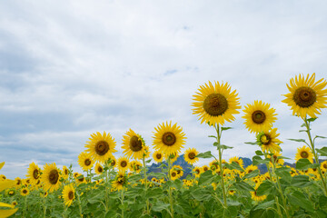 beautiful sunflower field