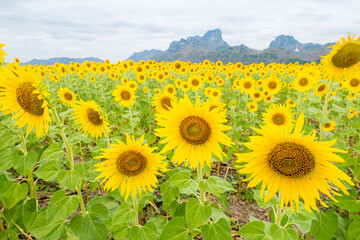 beautiful sunflower field.